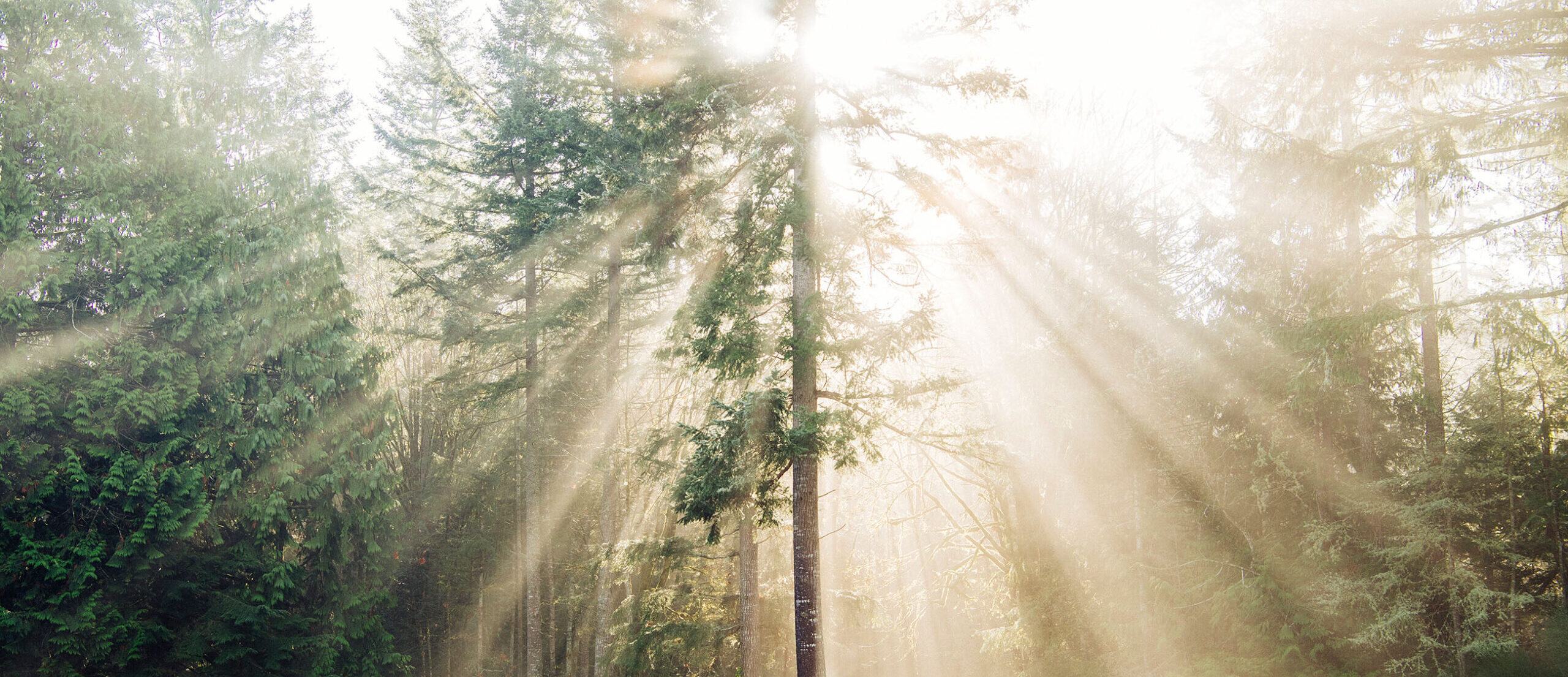 Tree with sunlight symbolizing hope and healing — representing substance use support for opioids, alcohol, stimulants, cannabis, smoking, and more.