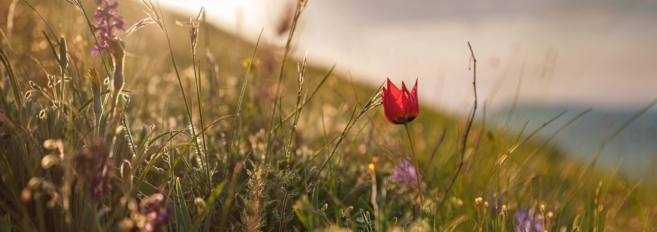 A brilliant scarlet bloom rises proudly from the emerald lawn beneath bright daylight.