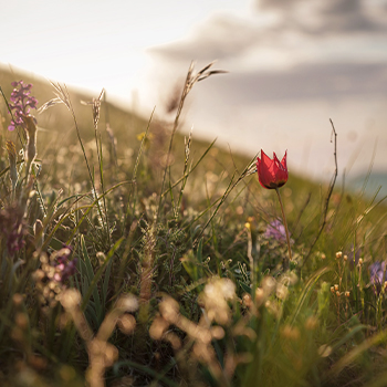 A vibrant red flower stands tall amidst green grass in a sunny outdoor setting